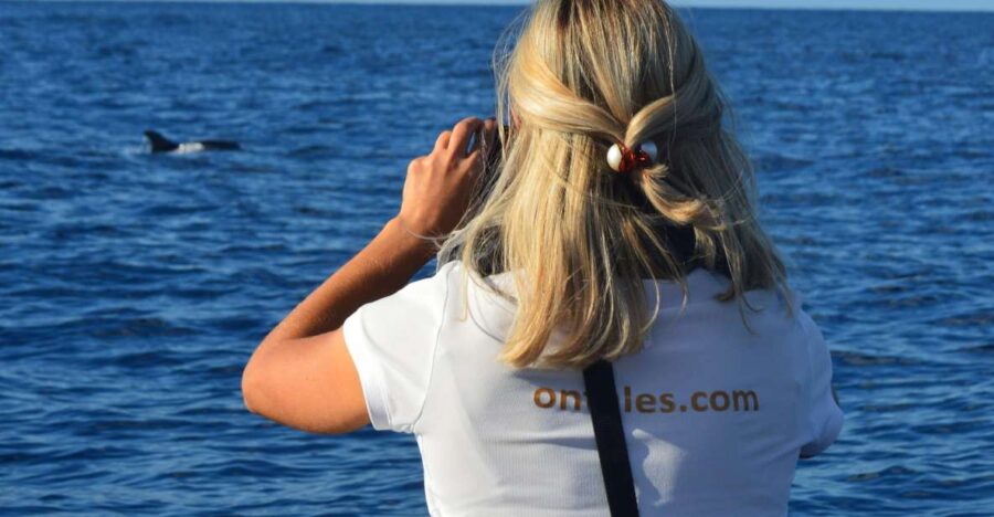 Calheta: Whale & dolphin watching small groups designer tour - Meeting Point and Booking Details at Marina da Calheta