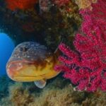 Calvi: PE40 Certificate Diving Lesson with Instructor - Unique Location and How to Find the Meeting Point