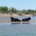 Camargue 4x4 Safari 2h + Picnic + Kayak - Picnic by the Petit Rhône in the Shade