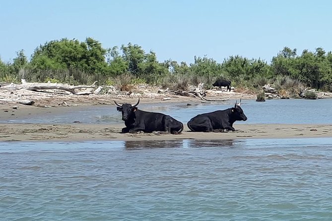 Camargue 4x4 Safari 2h + Picnic + Kayak - Picnic by the Petit Rhône in the Shade