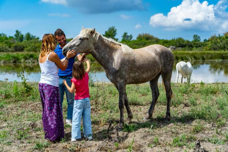 Camargue: Electric Safari with Guide - From the Petit Rhône to the Wet Meadows