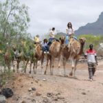 Camel Experience - Relaxing on the Farm Terrace