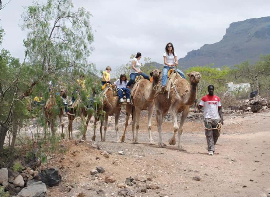 Camel Experience - Relaxing on the Farm Terrace