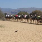 Camel Riding in Maspalomas Dunes - The 30-Minute Camel Ride Experience