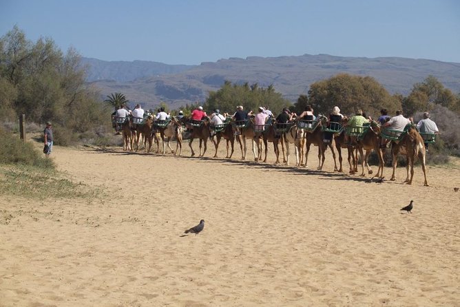 Camel Riding in Maspalomas Dunes - The 30-Minute Camel Ride Experience