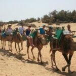 Camel Safari through the Dunes of Maspalomas - The 30-Minute Camel Ride Through the Dunes
