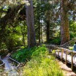 Camigliatello: Tour to the Giants Reserve & Wine Tasting - Discovering the Giants of Sila Reserve and Its Flora