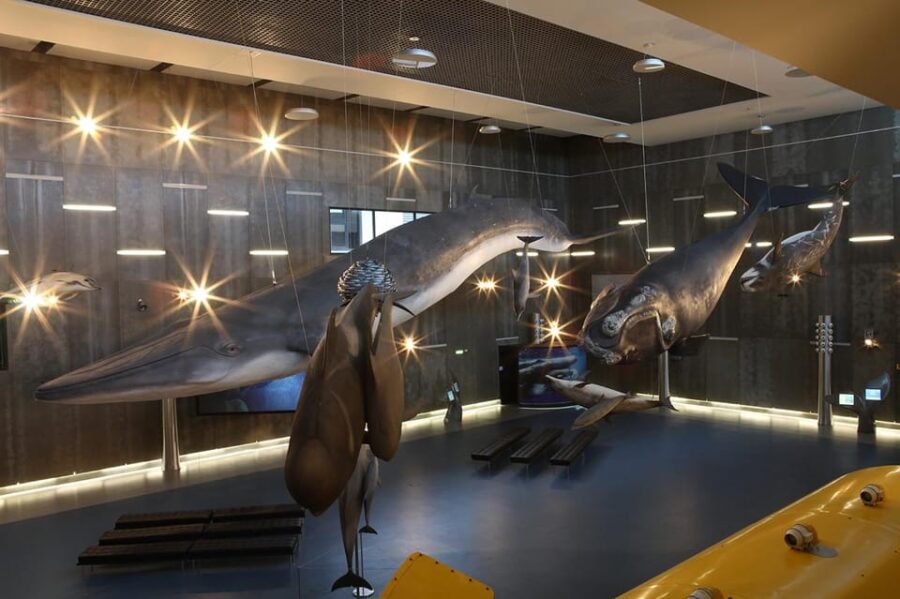 Caniçal : Madeira Whale Museum Entry ticket - Highlights of the Museum’s Exhibits and Interactive Features