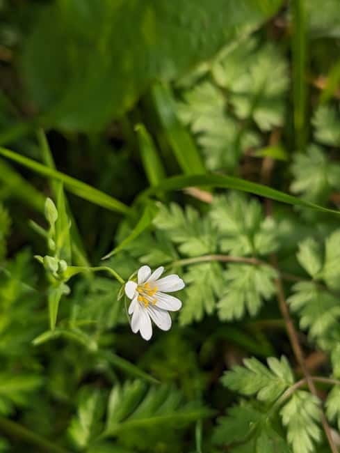 Canterbury: City Nature Tour with Forest Bathing - Starting Point at Beverley Meadow Park