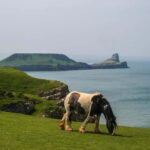 Cardiff: Private Day Tour Gower's Cliffs & Beaches - From Cardiff to Swansea Marina: A Scenic Start