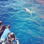 Cargèse: Scandola and Piana Boat Tour with Stop at Girolata - Starting Point at Croisieres Grand Bleu in Cargèse