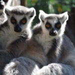 Carini: admission ticket to the Biopark of Sicily - Exploring The Last Call: Dinosaurs and Ancient Civilizations