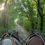 Carriage rides in the heart of the Luberon - Scenic Routes through Gordes’ Countryside