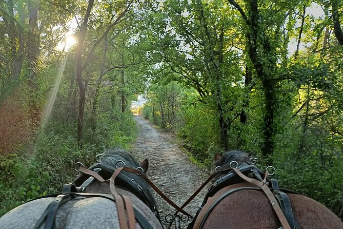 Carriage rides in the heart of the Luberon - Scenic Routes through Gordes’ Countryside