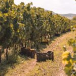 Castelsardo: visit a vineyard with wine tasting at sunset - Exploring the Vineyard and Its Seaside Setting