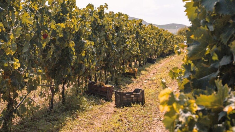 Castelsardo: visit a vineyard with wine tasting at sunset - Exploring the Vineyard and Its Seaside Setting
