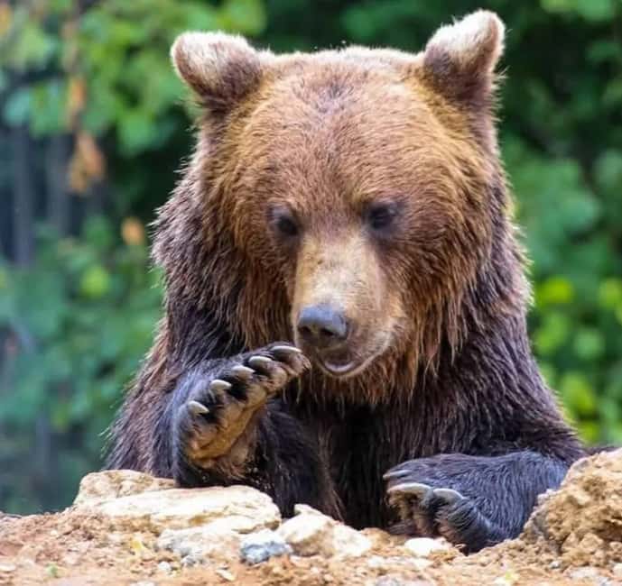 Cave Valley, Rânov Fortress, Bran Castle & Bear Sanctuary - Discover Rânov Fortress and Its Medieval Secrets