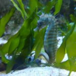 CCVAlgarve Individual Ticket - The Algarve Life Sciences Center Museum: Main Entrance and Setting