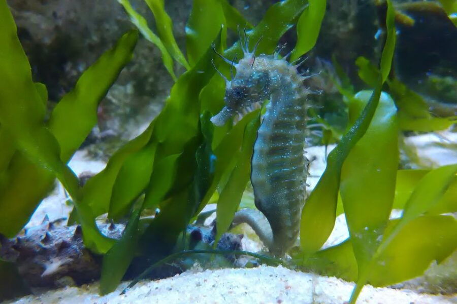 CCVAlgarve Individual Ticket - The Algarve Life Sciences Center Museum: Main Entrance and Setting
