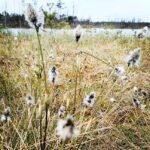 Cenas Bog trail near Riga for Nature lovers - Navigating the Tour: From Meeting Point to the Wooden Path