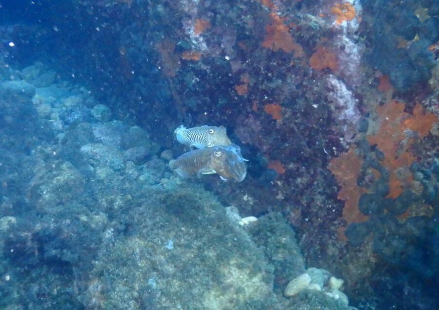 Chalkidiki: Scuba Diving for Beginners in Kassandra - The 3-Hour Itinerary and Stops in Kassandra