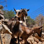 Chania: Apokoronas Villages Tour with Cheese-Making - Taking in Rural Life at a Shepherd’s Farm