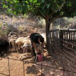 Chania Area: Cooking Class at a Farm in Stylos Village - Exploring the Farm and Village Setting in Stylos
