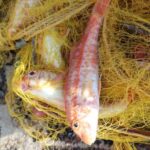 Chania Fishing with Nets: Catch&Cook with a Local Fisherman - Sails to a Secluded Beach for Cooking and Relaxation