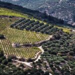Chania Luxuries: Secrets of Wine and Olive Oil Tastings - Starting Point: Private Jeep and Local Guide in Chania