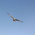 Chania Pink Beaches Private Tour: Elafonisi & Falassarna - Visiting Falassarna Beach: The First Stop