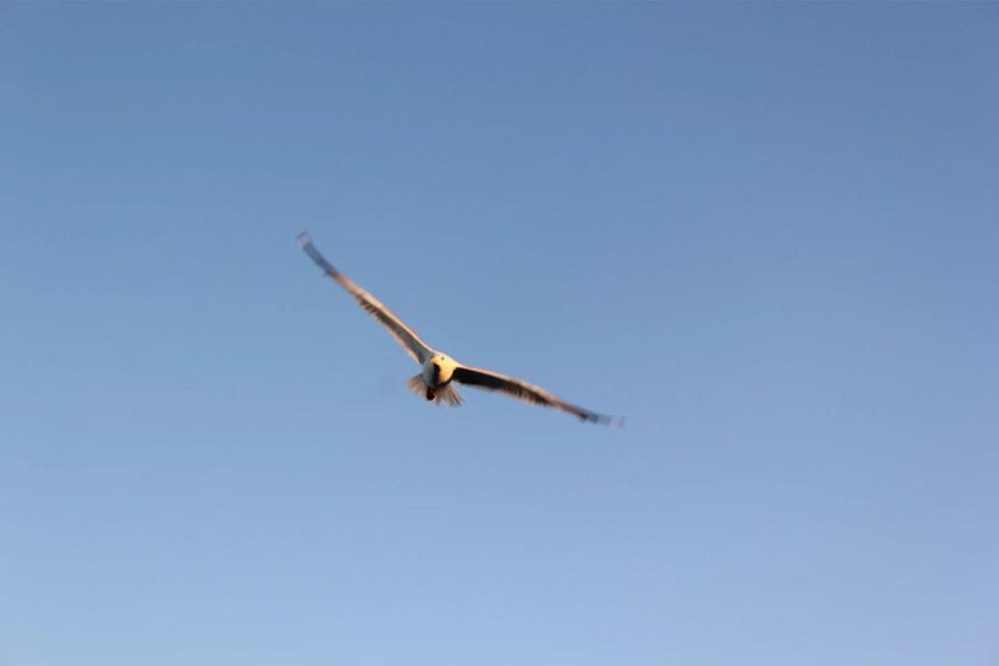 Chania Pink Sand Beaches Private Tour: Elafonisi & Falasarna - Starting from Chania with Free Pickup