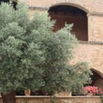Chania Private Olive Oil Tour: Oil Tasting & Villages Tour - Starting from Chania: Pickup and Scenic Views