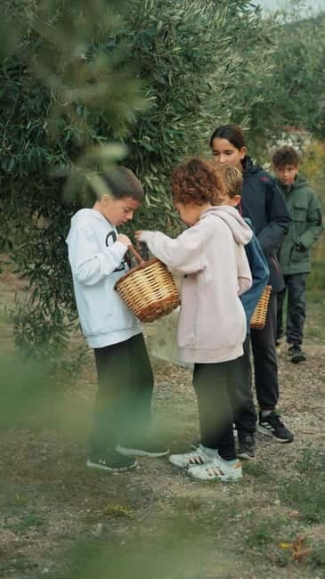 Chania Treasure Hunt : In olive Mill - The Treasure Hunt in the Olive Grove: Solving Riddles and Puzzles