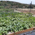 Chefcooking Paella from our Andalusian Grandmother at a Family Farm - Meet Chef María José and Her Family Farm in Marbella