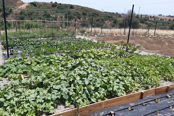 Chefcooking Paella from our Andalusian Grandmother at a Family Farm - Meet Chef María José and Her Family Farm in Marbella