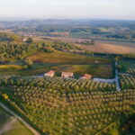 Chianciano Terme: Guided Winery Tour & Wine Tasting - Exploring the Vineyards and Olive Press at Poggio del Moro