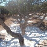 Chios: Mastiha shore excursion - Starting Point and Transportation Logistics