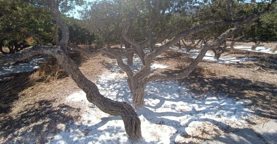 Chios: Mastiha shore excursion - Starting Point and Transportation Logistics