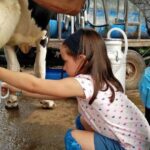 Cinisi: Milking and experience with fomaggi in a dairy. - Discovering the Authentic Sicilian Dairy in Cinisi