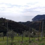 Cinque Terre: exclusive e-bike tour from Monterosso - Riding Through Vineyards and Olive Groves