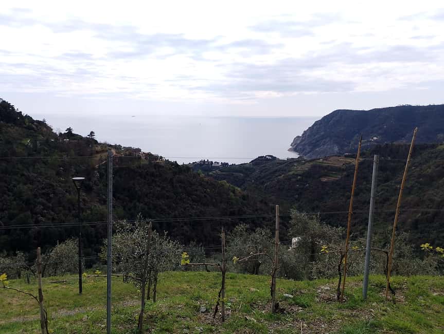 Cinque Terre: exclusive e-bike tour from Monterosso - Riding Through Vineyards and Olive Groves
