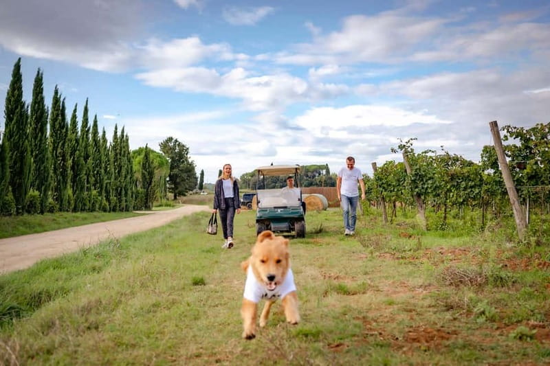 Classic: Vineyard Golf Cart Tour & Wine Tasting and Lunch - The Scenic Vineyard Mini Tour by Golf Cart