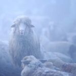 Cluj: Private Nature and Wildlife Photography Class - Meeting Point and Transportation in Cluj