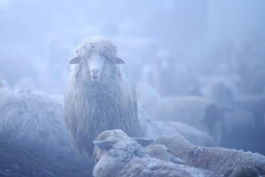 Cluj: Private Nature and Wildlife Photography Class - Meeting Point and Transportation in Cluj