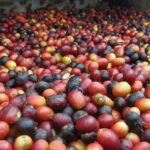 Coffee & Wine: North Route of Gran Canaria Tour - Firgas and Its Iconic Water Fountain