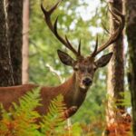 Coimbra: Lousã Mountain 4x4 Tour with Deer Watching - The Excursion from Coimbra to Lousã Mountain
