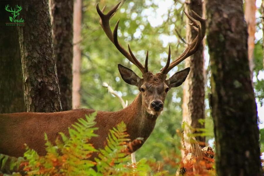 Coimbra: Lousã Mountain 4x4 Tour with Deer Watching - The Excursion from Coimbra to Lousã Mountain