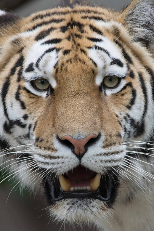 Copenhagen: Copenhagen Zoo Entry Ticket - Exploring the Iconic Panda House and Its Conservation Message