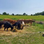 Copenhagen: Vejrhøj Arch Hike with Wine Tasting & Lunch - Exploring the Vejrhøj Arch and Its Ice Age Origins