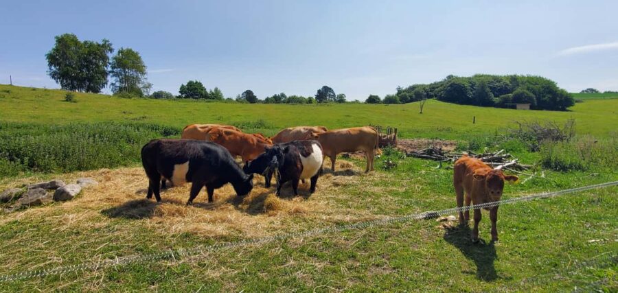 Copenhagen: Vejrhøj Arch Hike with Wine Tasting & Lunch - Exploring the Vejrhøj Arch and Its Ice Age Origins
